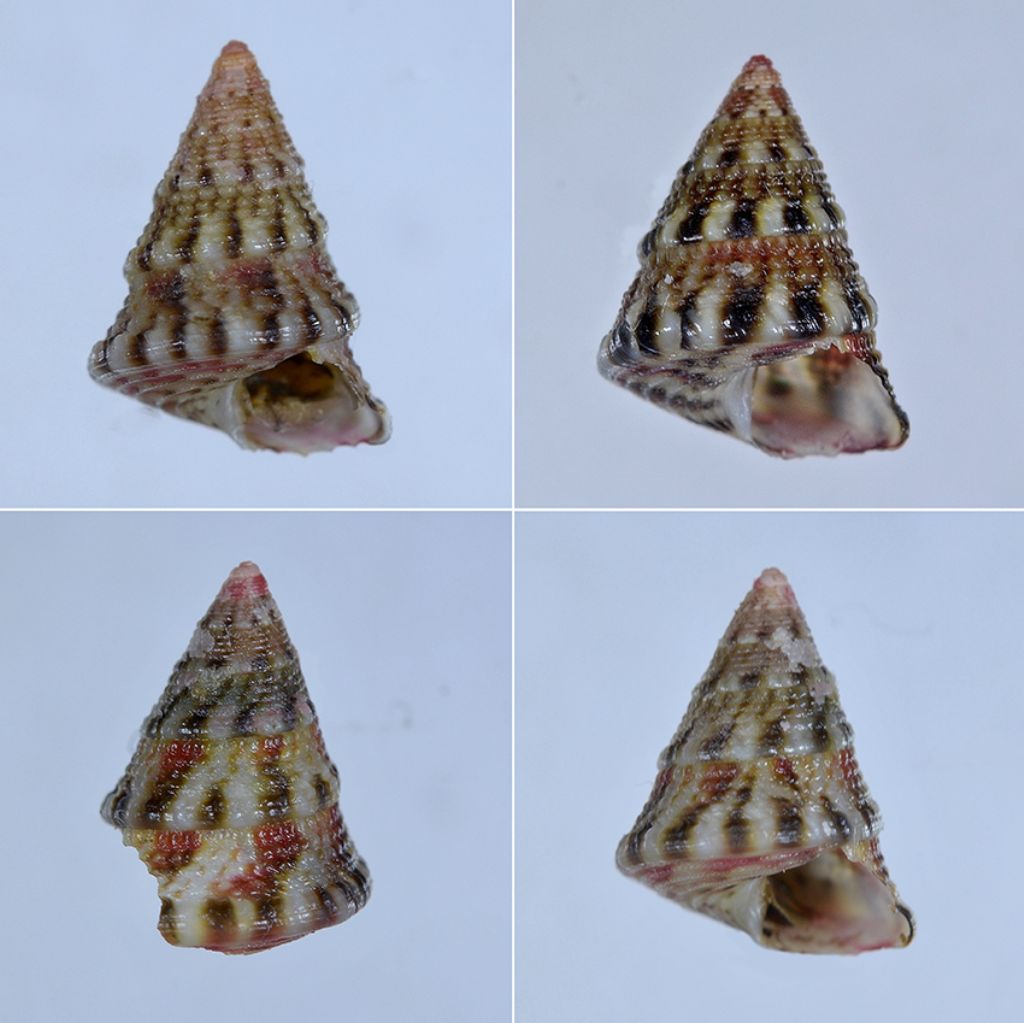 Jujubinus exasperatus (?)